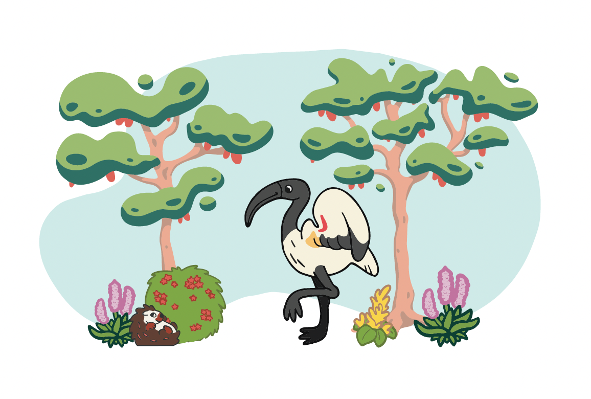 Sacred ibis walking between two acacia trees with flowering shrubs, a small bird in nest, and aloe blooms